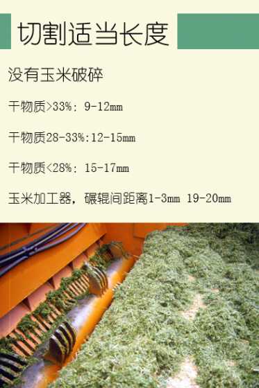 牛的青贮饲料的制作方法 喂牛的青储饲料怎样做