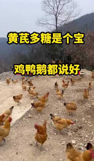 土鸡蛋鸡养殖利润是多少 在农村养100只散养土鸡,一年的利润有多少