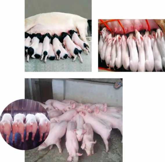 猪保育料可以用开水泡吗 仔猪保育浓缩料,可以自行在家配比吗