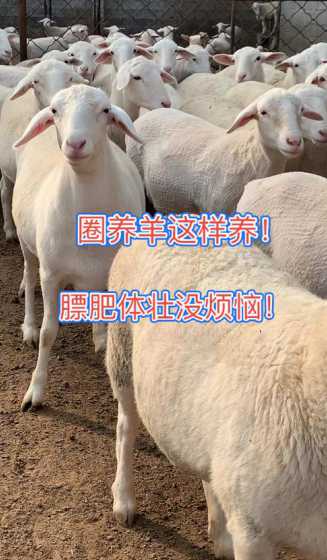 圈养100只羊投资多少 养100只羊,除去人工草料以及防疫,一年大概可以有多少收入
