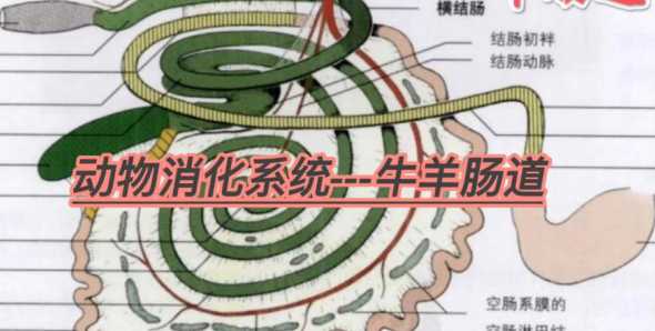 牛羊消化过程中产生什么 牛羊除了在消化过程中排出大量甲烷还会产生什么