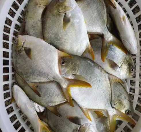 鱼现在市场价多少钱一斤 黄花鱼价格多少钱一斤