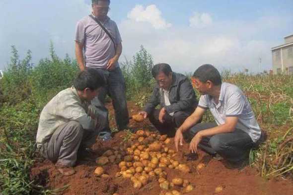 光用土豆喂猪一天喂多少 用土豆秧苗喂猪的方法