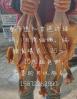 珍珠鸡经常爱吃什么东西 我养了一只珍珠鸡!它不爱吃米饭!它爱吃啥呢急