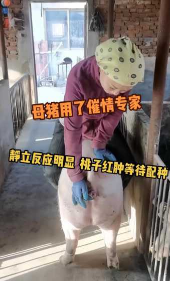 一个人一般养多少条母猪 养猪一头母猪要多大面积