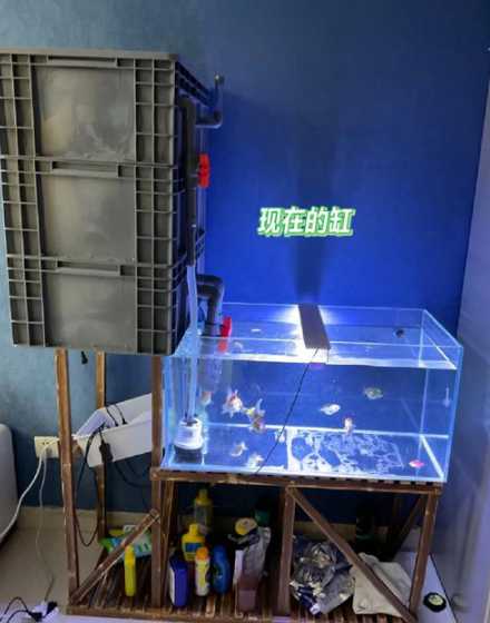 鱼缸纳米菌鱼放多少合适 鱼缸水质不好放魔立方好吗