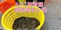 养殖黄鳝价格多少钱一斤 一斤黄鳝需要多少钱