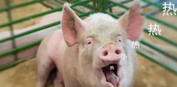 天热猪容易出现什么情况 猪流感有什么表现症状