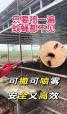 如何有效清除养殖场蚊蝇 养殖场怎样科学灭蚊蝇 养殖场如何彻底杀灭蚊蝇