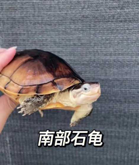 今年南石龟多少价格1斤 南石龟怎么养