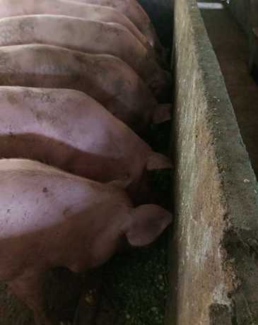 生豆渣喂猪需要注意什么 生豆渣可以喂猪吗