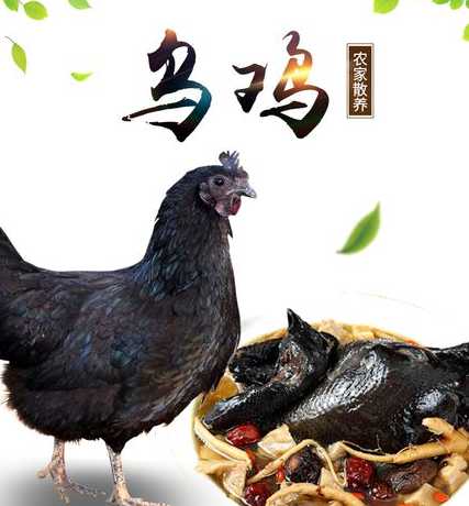 乌鸡养殖饲料是什么意思 乌鸡吃什么饲料