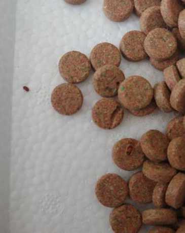 鱼饲料潮了生白色虫子 为什么鹦鹉鱼的鱼缸里会有白色的小虫