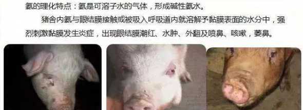 猪舍氨气对人有什么影响 猪舍的氨气在什么空间位置