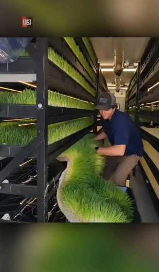 大麦芽在猪饲料中的应用 大麦的妙用