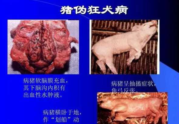 猪伪狂犬什么原因引起的 猪伪狂犬病是什么症状