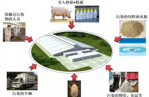 种猪引种要做好什么工作 种猪品种有哪些买什么种猪品种好如何挑选种猪