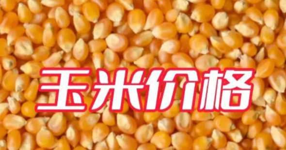 现在山东玉米价格是多少 山东现在玉米多少钱一斤
