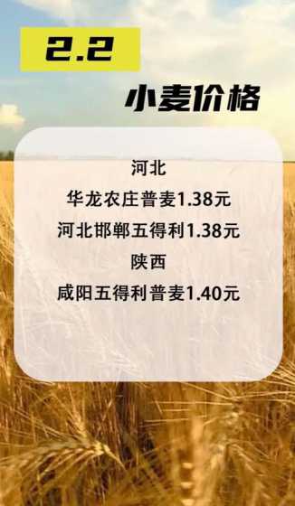 河北现在麦子价格多少钱 河北收麦子是几月份一亩地麦子能收多少斤