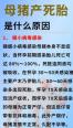 母猪产仔不多是什么原因 母猪呼吸急促粪便干结趴着睡体温38度不吃什么原因