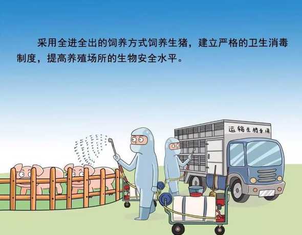 预防猪得猪瘟有什么办法 养猪怎么防止猪瘟