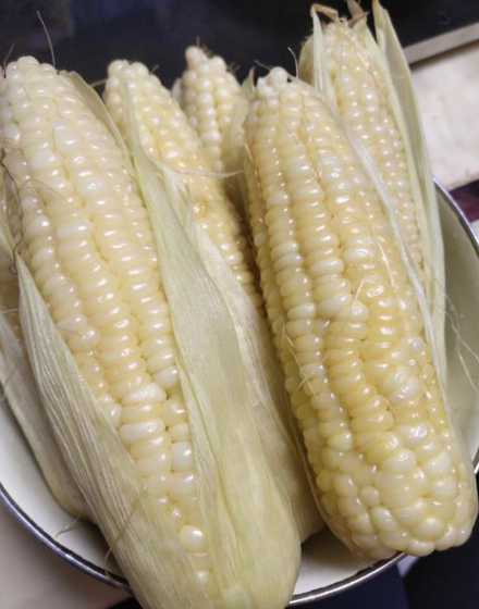 8月份广西哪里有糯玉米 东北黄糯玉米广西能种吗