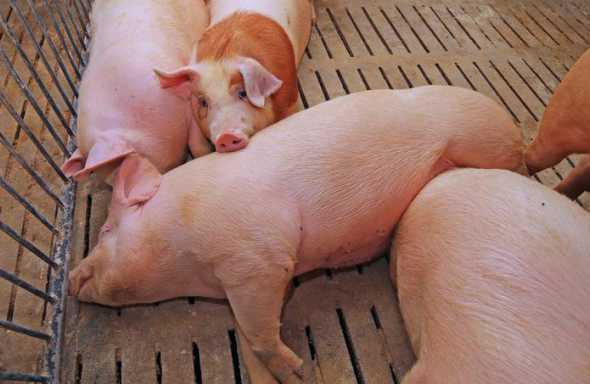 冬季养殖场需要注意哪些 冬季肉羊养殖应注意哪些问题