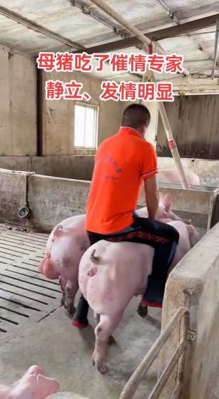 母猪大量没怀上什么原因 母猪老是怀不上怎么办