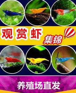 饲养水晶虾需要准备什么 新手养水晶虾,请问该注意的事项有哪些呢