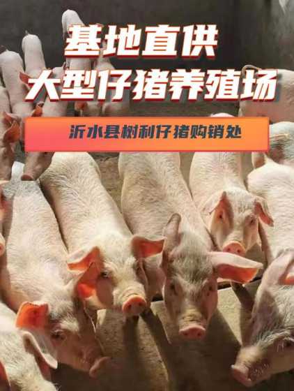 仔猪30公斤需要多少天 三十公斤左右的小猪一天要喂多少饲料