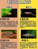 群游灯鱼养多少条比较好 宝莲灯鱼群游效果好吗
