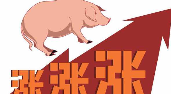 2024猪价好久开始涨 2024年猪价行情预测
