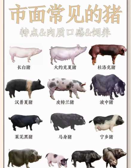 什么猪产仔多好喂长得快 猪喂什么饲料长的快