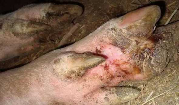 猪口蹄疫潜伏期一般多久 猪口蹄疫做完几天产生免疫