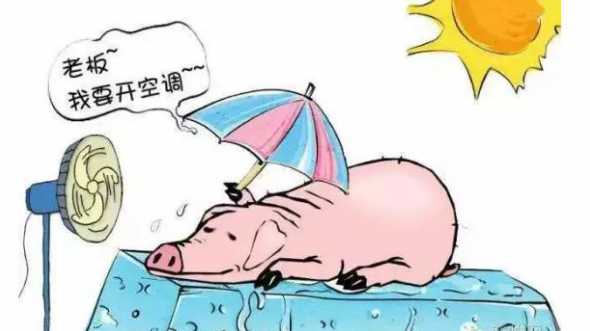 气温高过多少度猪会中暑 猪中暑冲水马上会死吗