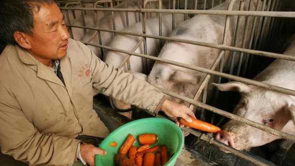 广东的生猪从哪里调进来 广东确保生猪自给率保持在70%以上