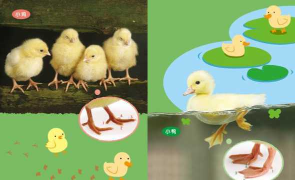 小鸭小鸡喜欢吃什么食物 小鸭吃什么