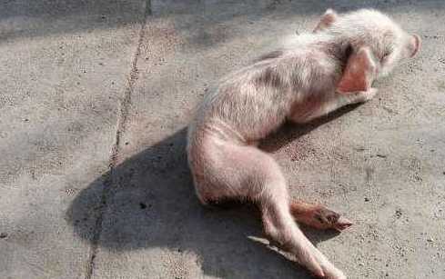 仔猪生长缓慢有什么办法 仔猪生长缓慢的原因及对策有哪些
