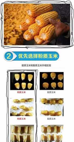 玉米用作饲料原料优点 玉米作为饲料原料的主要营养特点