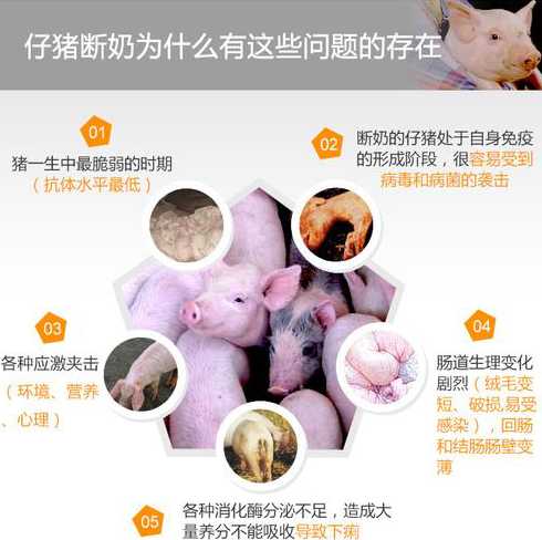 秋季仔猪拉稀是什么原因 仔猪流鼻涕拉稀是什么病引起