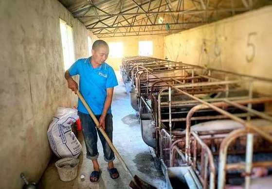 养猪不用水泥地用什么好 怎样改造水泥地面去铺养猪发酵床