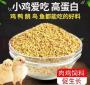 小鸡的开口料是什么原因 雏鸡糊肛的处理方法 是什么原因导致的
