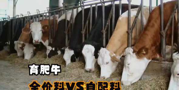 如何提高牛饲料的转化率 怎样提高奶牛饲料转化率