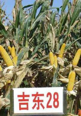 吉东28玉米品种多少钱 吉东706玉米种子积温多少