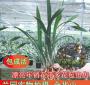 兰花金华山什么时候开花 兰花金华山叶子反转是为什么