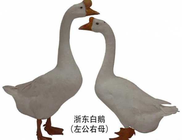 鹅什么时候可以区分公母 鹅如何区分公母