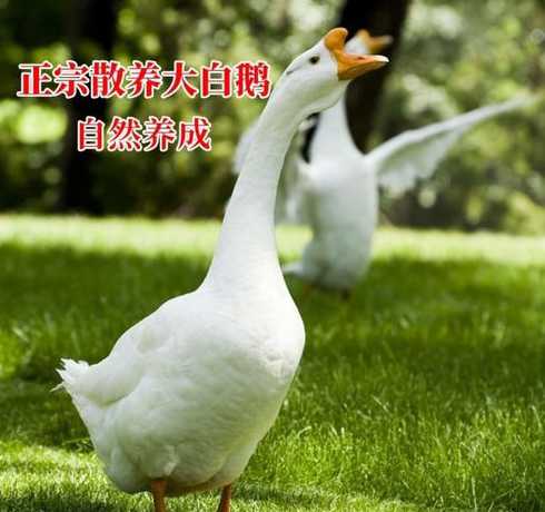 养两百只鹅需要投资多少 如果养100只鹅,成本大概需要多少