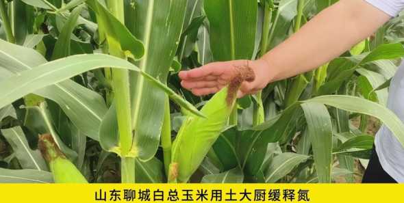 山东聊城玉米多少钱一吨 聊城哪里卖膨化玉米面