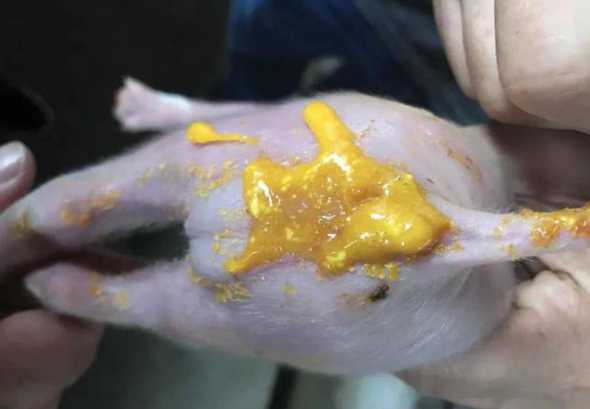 猪吃发酵料过多会拉稀吗 已发酵的酸性饲料猪吃了拉稀吗