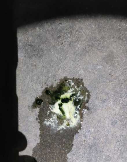 肉鸡沙门氏菌粪便什么样 肉鸡肉鸭饲料的料比高是什么原因